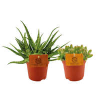 Kamerplant 2x Aloe Spider & Hylocereus Undatus - Duo 2 stuks - Pot Ø 10.5cm Hoogte ↕ 15cm