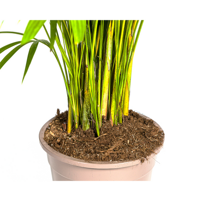XL kamerplant - Dypsis Areca lutescens - Luchtzuiverend - Pot Ø 27cm Hoogte ↕ 150-170cm