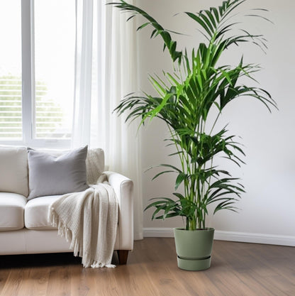 XL Kamerplant - Howea - Pot Ø 24cm Hoogte ↕ 180cm