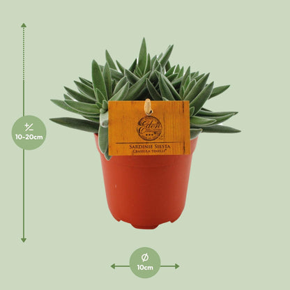 Kamerplant - Crassula Tenelli - Pot Ø 11cm Hoogte ↕ 15cm
