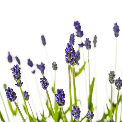 Buitenplant 2x Lavandula Angustifolia - Pot Ø 19cm Hoogte ↕ 40-50cm