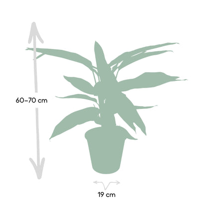 Kamerplant - Calathea Triostar (Pauwenplant) - Pot Ø 19cm Hoogte ↕ 70cm