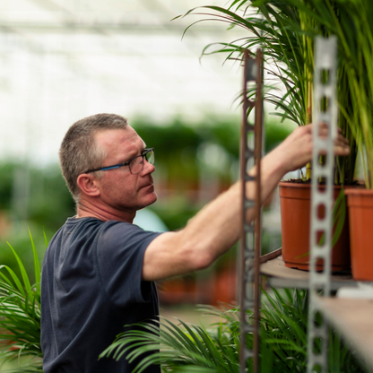 Kamerplant - Dypsis Lutescens (Areca Palm) - Hoogte ↕ 12-230cm
