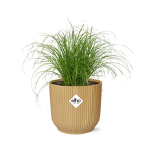 Kamerplant - Cyperus Alternifolius Zumula - Pot Ø 14cm