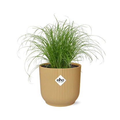 Kamerplant - Cyperus Alternifolius Zumula - Pot Ø 14cm