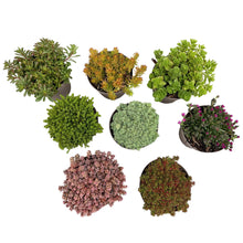 Buitenplant - Alpine Mix Bodembedekker Winterhard - 8 Planten - Pot Ø 14cm Hoogte ↕ 17cm