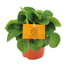 Kamerplant - Peperomia Rana Verde - Pot Ø 11cm Hoogte ↕ 15cm