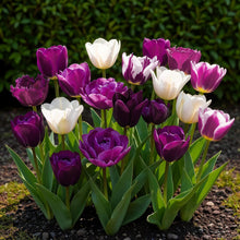 Bloembollen - Tulp Blueberry mix - Diverse kleuren - 12 stuks - Bolmaat 11/12