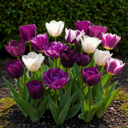 Bloembollen - Tulp Blueberry mix - Diverse kleuren - 12 stuks - Bolmaat 11/12