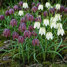 Buitenplant 30x Fritillaria Meleagris Mix - Bloembollen Paars en Wit - Bolmaat 6/7