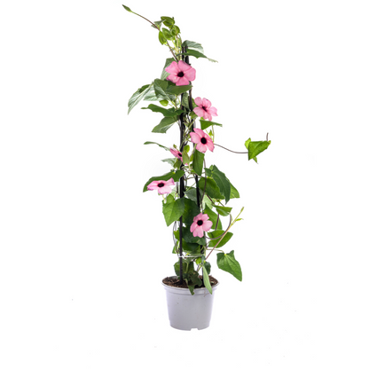 Buitenplant 4x Thunbergia alata Sunny Susy Rose Sensation - Bloeiend - Pot Ø 13cm Hoogte ↕ 60cm