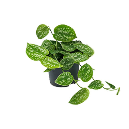 Kamerplant - Scindapsus Pictus Argyraeus - Pot Ø 15cm Hoogte ↕ 25cm