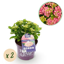 Buitenplant 2x Hydrangea Forever & Ever Roze - Bloeiend - Pot Ø 23cm Hoogte ↕ 55cm