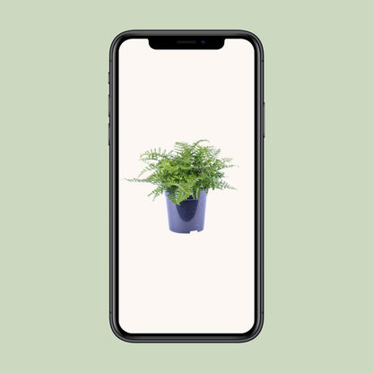 Kamerplant - Asplenium Parvati - Pot Ø 21cm Hoogte ↕ 40cm