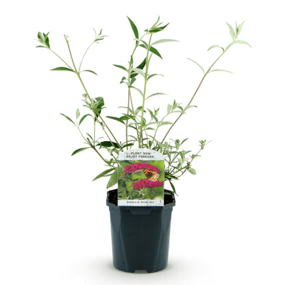 Buitenplant - Buddleja davidii Royal Red - Bloeiend - Pot Ø 17cm Hoogte ↕ 45cm
