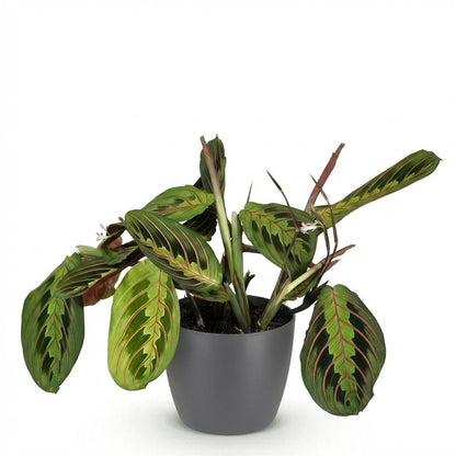 Kamerplant - Maranta Fascinator Tricolour - Gebedsplant - Pot Ø 12cm Hoogte ↕ 25cm