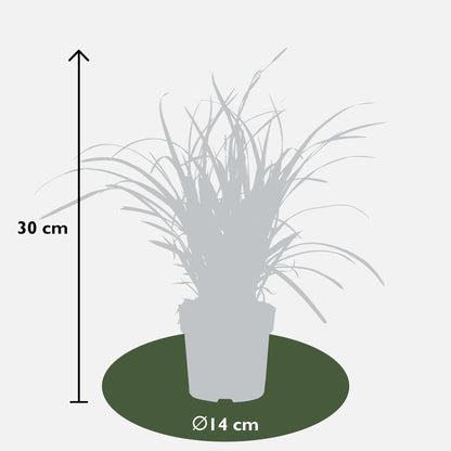 Buitenplant - Carex morrowii 'Ice Dance' - Pot Ø 14cm Hoogte ↕ 30cm