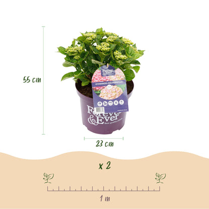 Buitenplant 2x Hydrangea Forever & Ever Roze - Bloeiend - Pot Ø 23cm Hoogte ↕ 55cm