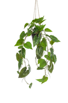 Kunstplant - Philodendron scandens - Klimmende Boomliefhebber - Hoogte ↕ 80cm