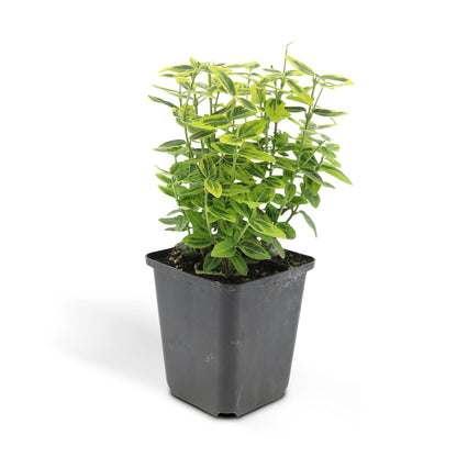 Buitenplant 48x Euonymus fortunei 'Emerald 'n Gold' - Groenblijvend - Pot Ø 9cm Hoogte ↕ 10-25cm