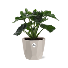 Kamerplant - Philodendron Atom - Inclusief sierpot - Pot Ø 14cm