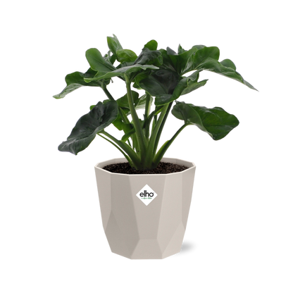 Kamerplant - Philodendron Atom - Inclusief sierpot - Pot Ø 14cm