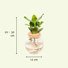 Kamerplant - Clusia in Bolglas met kurk - Pot Ø 12cm Hoogte ↕ 30cm