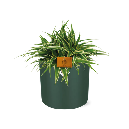 Kamerplant - Chlorophytum Ocean - Pot Ø 16cm Hoogte ↕ 15cm