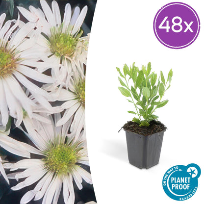 Buitenplant 48x Aster ageratoides 'Ashvi' - Bloeiend - Pot Ø 9cm Hoogte ↕ 10-25cm