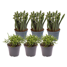 Kamerplant 6x Rhipsalis Mix