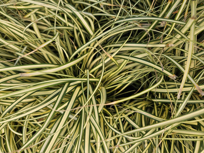 Buitenplant 48x Carex oshim. 'Evergold' - Pot Ø 9cm Hoogte ↕ 10-25cm