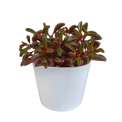 Kamerplant - Peperomia graveolens
