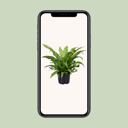 Kamerplant - Asplenium Antiquum - Pot Ø 23cm Hoogte ↕ 60cm