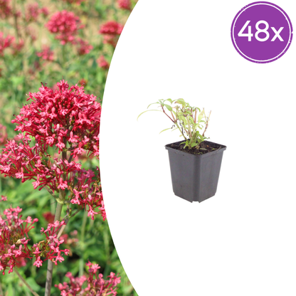 Buitenplant 48x Centranthus ruber 'Coccineus' - Bloeiend - Pot Ø 9cm Hoogte ↕ 10-25cm