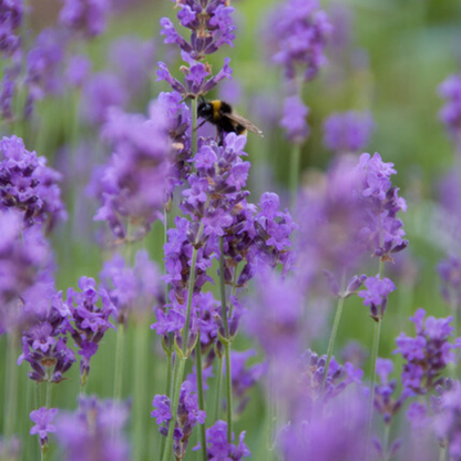 Buitenplant 6x Lavandula 'Munstead' - Bloeiend - Aromatisch