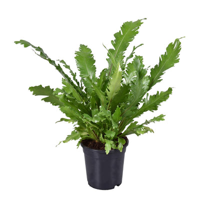 Kamerplant - Asplenium Nidus - Pot Ø 17cm Hoogte ↕ 45cm