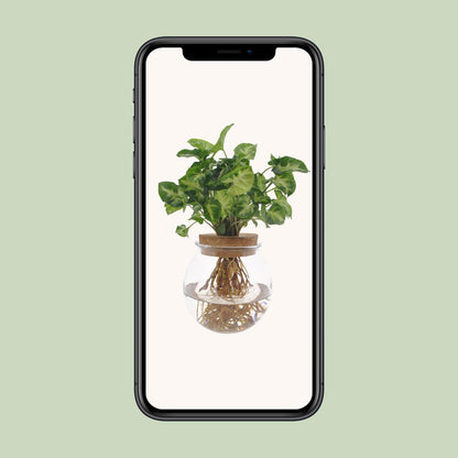 Kamerplant - Syngonium Pixie - Pot Ø 12cm Hoogte ↕ 30cm