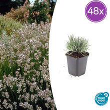 Buitenplant 48x Lavandula int. 'Edelweiss' - Bloeiend - Pot Ø 9cm Hoogte ↕ 10-25cm