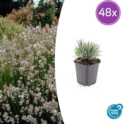 Buitenplant 48x Lavandula int. 'Edelweiss' - Bloeiend - Pot Ø 9cm Hoogte ↕ 10-25cm