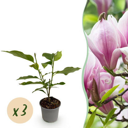 Buitenplant 3x Magnolia 'George Henry Kern' - Bloeiend - Pot Ø 12cm Hoogte ↕ 30cm