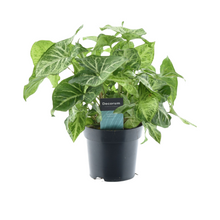 Kamerplant - Syngonium Arrow Feel Green - Pot Ø 14cm Hoogte ↕ 25cm