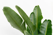 XL kamerplant - Strelitzia Augusta multi stam - Pot Ø 32cm Hoogte ↕ 225cm