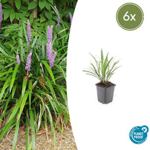 Buitenplant 6x Liriope muscari 'Ingwersen' - Pot Ø 9cm Hoogte ↕ 10-25cm