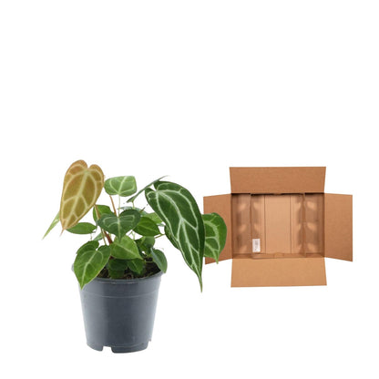 Kamerplant - Anthurium Crystallinum - Pot Ø 12cm Hoogte ↕ 35cm