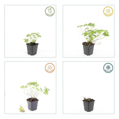 Buitenplant 6x Geranium 'Tiny Monster' - Vaste plant, Winterhard, Bloeiend - Pot Ø 9cm Hoogte ↕ 25cm