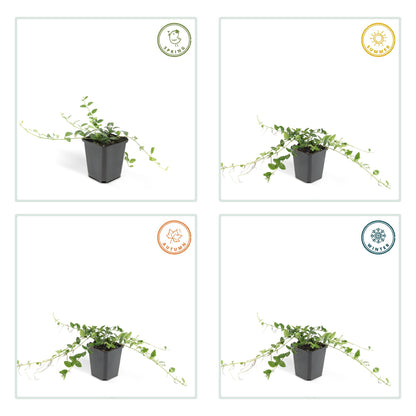 Buitenplant 60x Vinca minor 'Alba' - Bloeiend - Pot Ø 9cm Hoogte ↕ 10-25cm