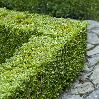 Buitenplant 6x Buxus sempervirens - Haagplant - Pot Ø 17cm Hoogte ↕ 45cm