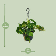 Kamerplant - Philodendron Scandens Brasil - Pot Ø 15cm Hoogte ↕ 35cm