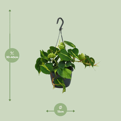 Kamerplant - Philodendron Scandens Brasil - Pot Ø 15cm Hoogte ↕ 35cm