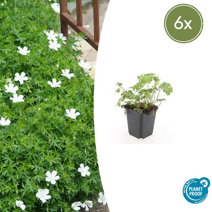 Buitenplant 6x Geranium sang. 'Album' - Bloeiend - Pot Ø 9cm Hoogte ↕ 10-25cm